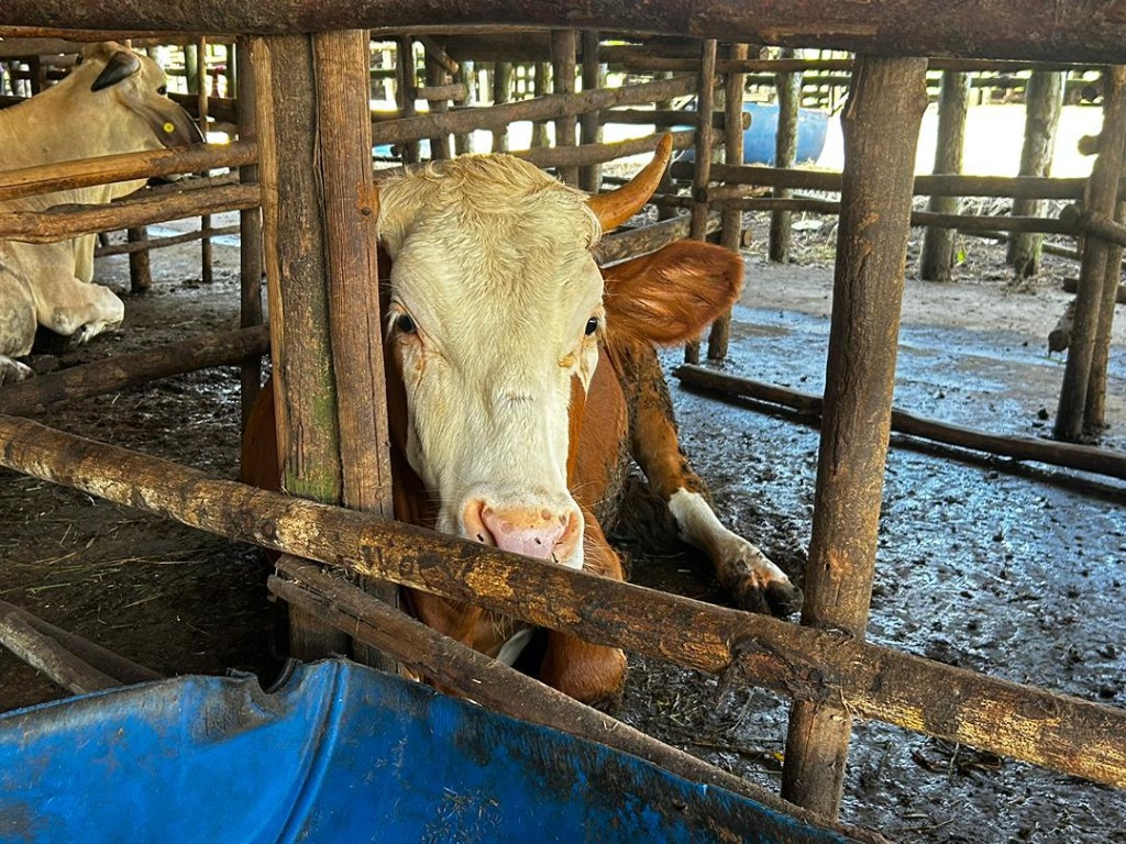 Lembu 4