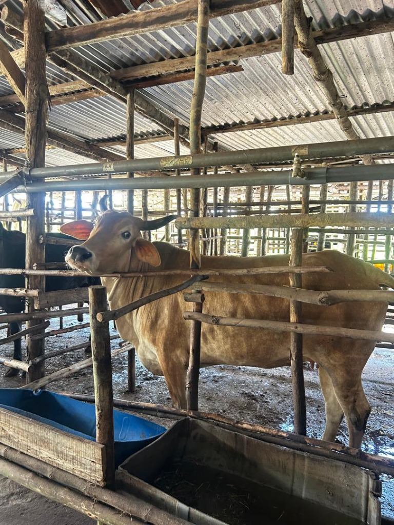 Lembu 5