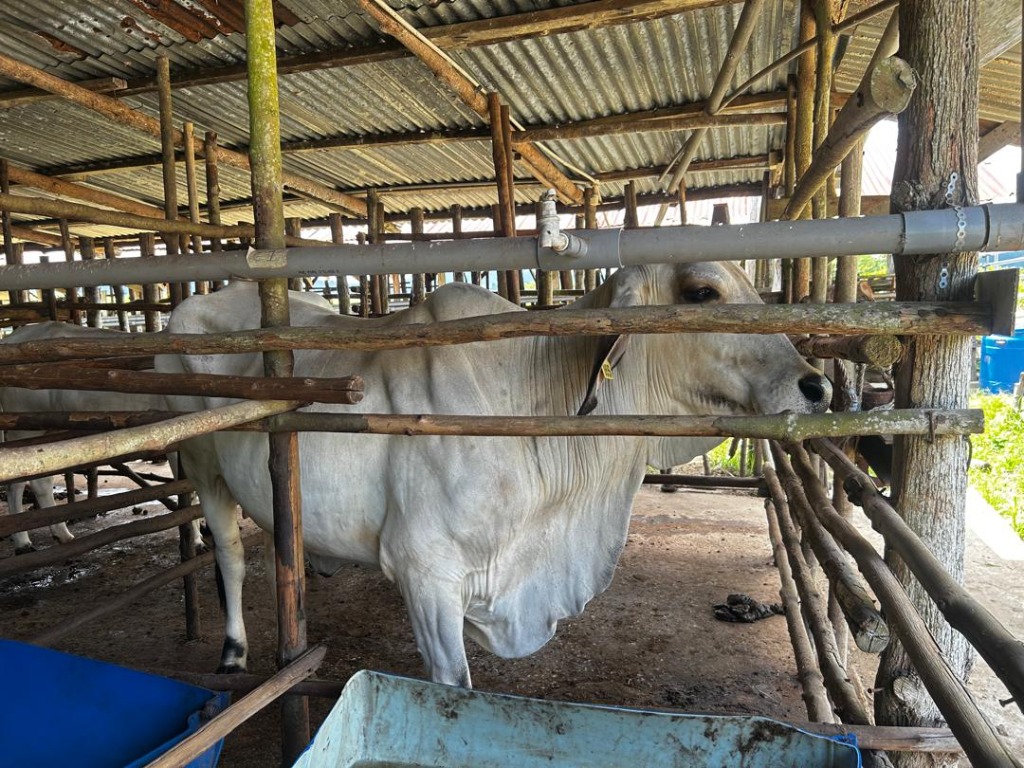 Lembu 6